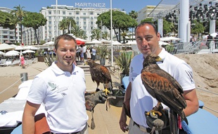 Les deux fauconniers et leurs buses de Harris se relaient sur la plage, autour de restaurant et sur les terrasses du Martinez.