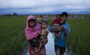 Des réfugiés Rohingyas marchent dans des champs de riz après avoir franchi la frontière avec le Bangladesh.