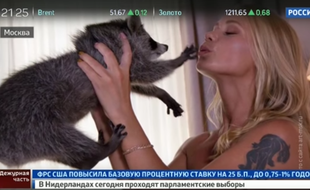 Un raton-laveur traumatisé après avoir tourné dans une pub érotique