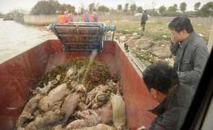 Des milliers de cadavres de porcs déversés dans le fleuve de Shanghai sont venus cette semaine illustrer la face sombre de l'industrie agroalimentaire en Chine, où prime le rendement pour nourrir l'immense population.