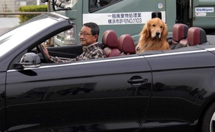 Un homme dans son cabriolet et son chien, le 13 novembre 2010.