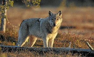 Le loup, réintroduit en France en 1992