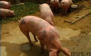 Wiw Delvoye laisse parler sa créativité tatouant ses cochons tantôt de motifs chinois, tantôt de symboles religieux, tantôt de personnages de Walt Disney.