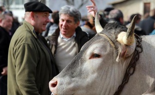 Des éleveurs discutent à côté d'un boeuf de Bazas à l'occasion de la fête des Boeufs gras de Bazas le 12 février 2015