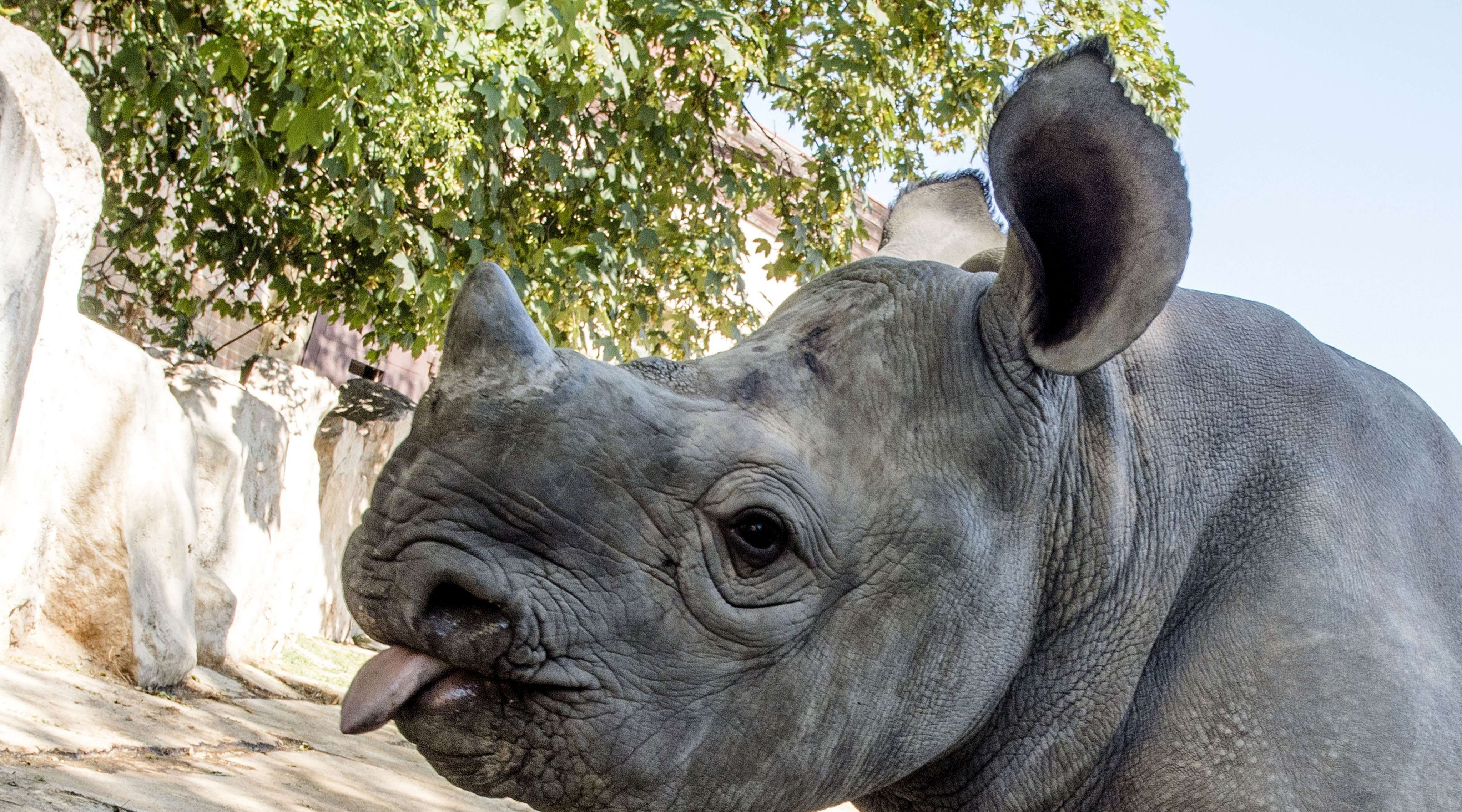 Nepal La Population De Rhinoceros A Augmente Une Nouvelle Enthousiasmante Pour L Espece