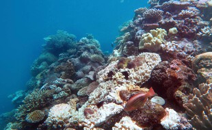 La Grande barrière de corail, au large de l'Australie.