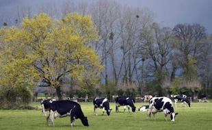 Si la plupart des éleveurs sont encore réticents à utiliser le lin dans l'alimentation animale, notamment en raison d'un surcoût potentiel, les adeptes de ces méthodes alternatives sont convaincus de leur bienfait sur le cheptel et l'environnement.