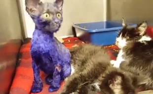 Capture d'écran d'une vidéo de la fondation Nine Lives, montrant Smurf, un chaton maltraité.