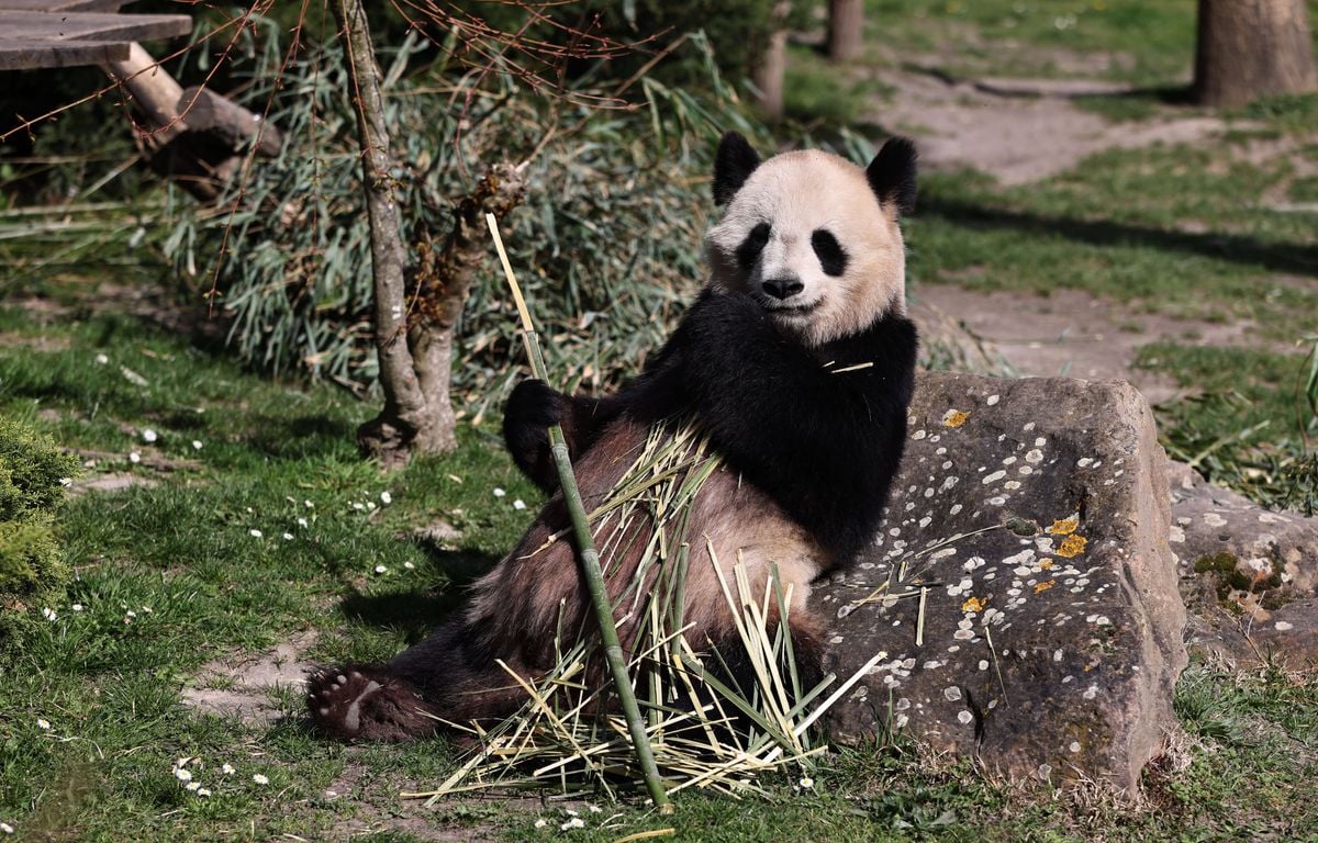 « Insuffisance rénale »... Les pandas du zoo de Beauval vont retourner en Chine pour raisons de santé