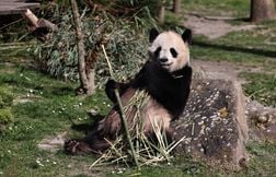 Les pandas du zoo de Beauval vont retourner en Chine pour raisons de santé