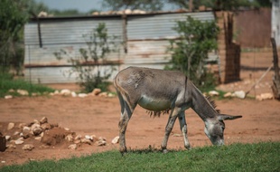 Un âne broute dans le village de Magosane, dans la province du Nord-Ouest en Afrique du Sud, le 9 février 2017. Depuis deux ans, le village est la proie de braconniers en quête de peaux d'ânes qu'ils revendent à prix d'or en Chine.