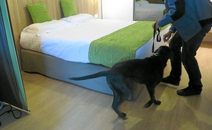 Mylie, chienne âgée de 3 ans, déniche quotidiennement des punaises de lit.