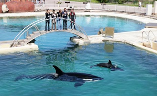 Marinelad, le parc marin animalier d'Antibes, a le plaisir d'annoncer la naissance d'un bébé orque