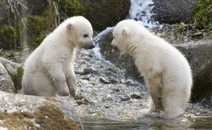 Deux ours blancs au zoo de Munich le 7 avril 2014