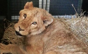 Ciam, le lion de Poussan.
