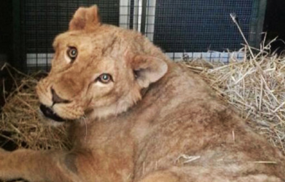 Homme Qui Vit Avec Les Lions Montpellier: Trois mois de prison avec sursis pour l'homme qui détenait