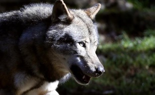 Un loup, le deuxième en moins de 24 heures, a été abattu dimanche matin par un chasseur sur la commune de Beuil, aux portes du parc national du Mercantour, dans les Alpes-Maritimes, lors d'une battue au sanglier, a-t-on appris auprès de la préfecture.