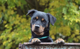 Un rottweiler. (Illustration)