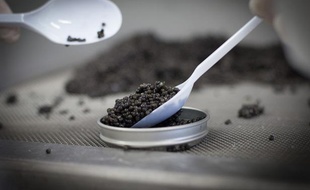 Illustration de caviar.