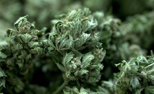 De l'herbe de cannabis (photo d'illustration).