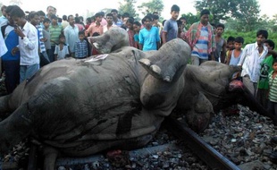 Un train circulant à haute vitesse a percuté un troupeau d'éléphants, en tuant cinq, dimanche dans l'est de l'Inde, a annoncé lundi la société des chemins de fer indiens.