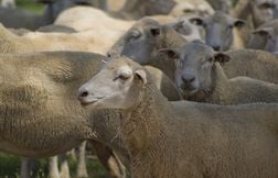 Un éleveur de brebis débarrasse les agriculteurs de l’ambroisie dans le Lot