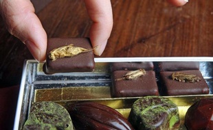 Pour la nouvelle année, le consommateur écoresponsable peut faire un petit geste pour ses proches en même temps que la planète en leur offrant des chocolats au grillon ou au ver de farine.