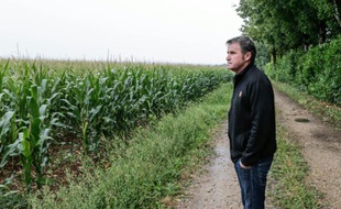 Paul François, agriculteur charentais reconnu victime d'un herbicide de Monsanto, observe ses champs de maïs à Bernac, le 28 juillet 2015