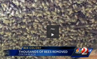 Extrait de la vidéo de Wesh TV montrant une ruche de 20.000 abeilles délogées d'une maison en Floride.