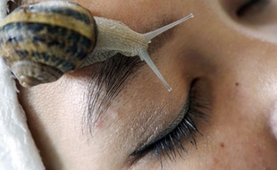 Massage à l'escargot en Thaïlande, à Chiang Mai.