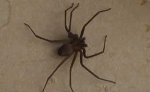 Une araignée violoniste (loxosceles reclusa).