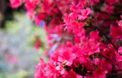 Il faut agir vite : taillez vos vivaces à ce moment précis pour booster la floraison du printemps prochain