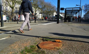 Des dizaines de platanes ont été abattus le long de la station de tramway Commerce.