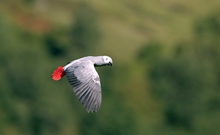 Un perroquet gris du Gabon, ici en plein vol.