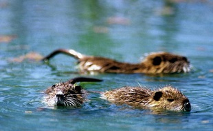 De jeunes ragondins en Camargue.