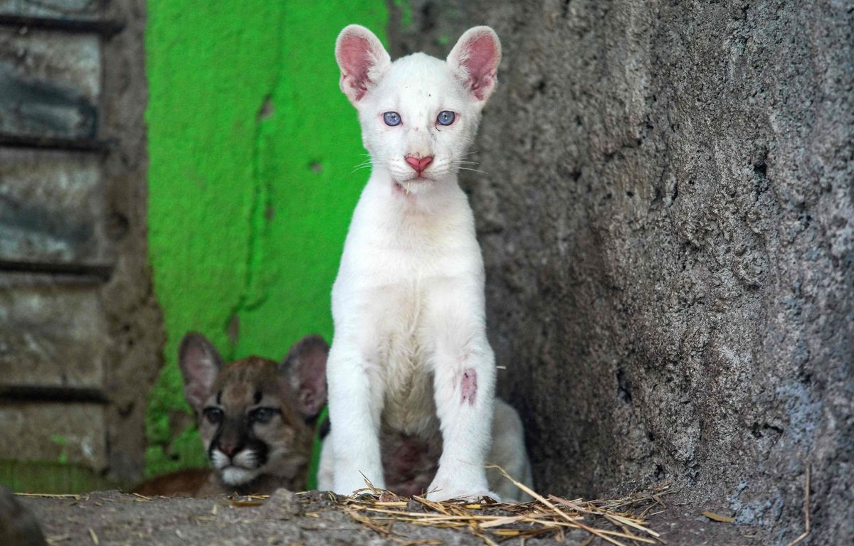 Ce bébé puma albinos fait sa première sortie devant les visiteurs d'un zoo au Nicaragua