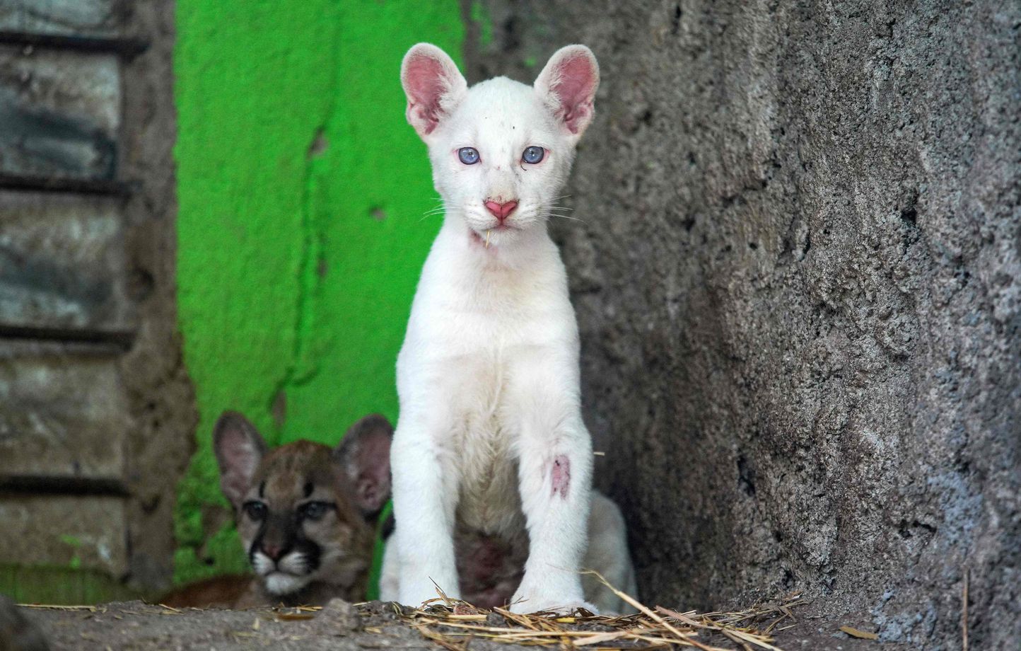 Ce bébé puma albinos fait sa première sortie devant les visiteurs dun zoo  au Nicaragua