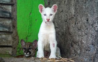 Un puma outlet blanc