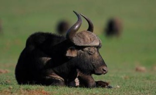 Deux hommes ont dû être hospitalisés après avoir été attaqués par un léopard et un buffle du célèbre parc national Kruger, en Afrique du Sud, a indiqué un porte-parole mercredi.