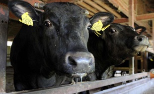 Un troupeau de boeufs à Miharu, dans la préfecture de Fukushima, le 19 juillet 2011.