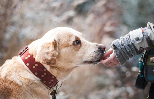 Variole du singe : L'OMS appelle à la vigilance après la contamination d'un chien