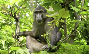 Au centre de primatologie de Niederhausbergen
