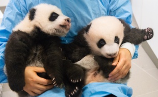 Les deux bébés jumeaux, nés le 8 août au parc belge Pari Daiza.