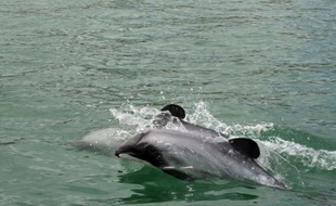 Le Maui est le dauphin le plus rare de la planète. Il ne reste plus que 55 cétacés adultes de cette espèce qui vit uniquement au large de l'île du Nord de la Nouvelle-Zélande. Et les défenseurs de la vie sauvage pressent Wellington d'agir enfin pour éviter qu'il disparaisse à jamais.
