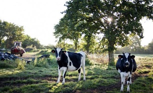 En France, l'agriculture est responsable de 21% des émissions de gaz à effet de serre (Ges) et l'élevage bovin est responsable à lui seul de plus de la moitié de ces émissions