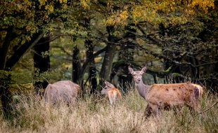 Les animaux ont réoccupé certains espaces en forêt et ailleurs, en l'absence de présence humaine pendant le confinement.