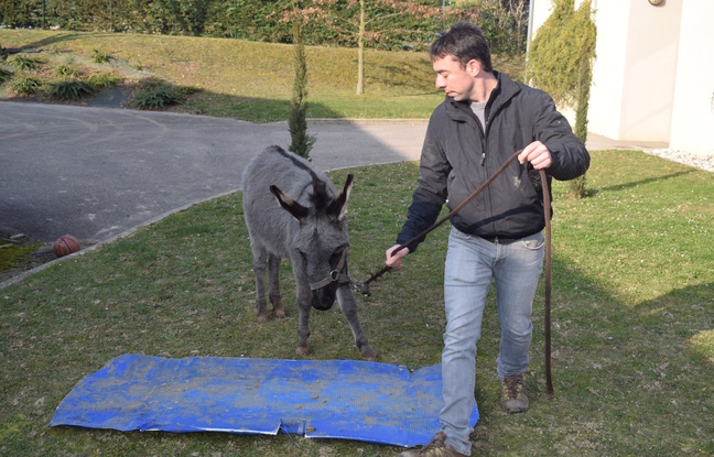 Sébastien Poulard et l'âne Érable pour un projet de zoothérapie avec des personnes en situation de handicap.