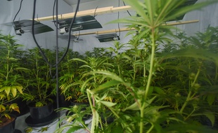 Alsace: Il transforme une chambre de son appartement en un véritable labo de culture de cannabis (Illustration)
