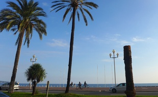 Un palmier sur la promenade des Anglais.
