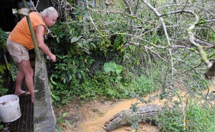 Des caïmans par dizaines, des tortues par centaines, des boas de toutes tailles et couleurs et... un jaguar: avec son élevage de crocodiles et autres reptiles de Guyane, l'Aveyronnais Jean-Pierre Austruy est le Samaritain des sauriens de la forêt amazonienne française.